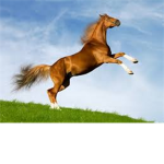 Horse lane riding shool