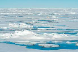 The arctic