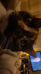 Ambers V I N T A G E