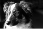 Leyah,s doggy army