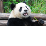 - Panda Clothing -