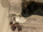 This group is PUPPIES!