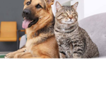 Dogs_cats:3