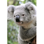 The Koala Fam