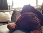 Fluffy bear fan club 2.0
