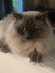 The winter pets
