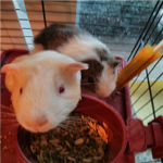 Guinea Pig lovers!!!!!!!
