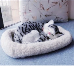 KITTEN HOME.