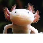Beautiful AXOLOTL Club