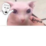 Bingus the cat fan group