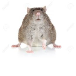 The Fatty rat kingdom