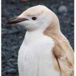 #GOLDEN PENGUINS