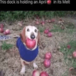 Apple Dog Obby