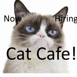 🐱 Cat Cafe 🐱 Interview Center