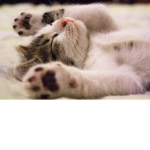 Cats are the best animal!
