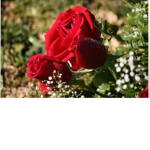 ・Roses・