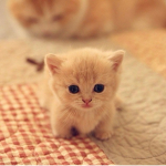 Euner