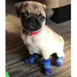 Pug are Cute