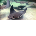 stingrayzz