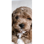 New dogs rule!