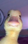 Itzz.Tanem.Roblox