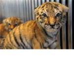 tigers unite