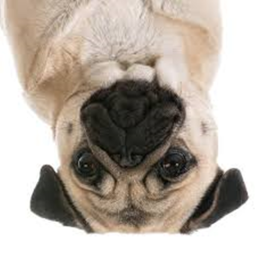 pug town (beta)(Halloween)!!