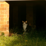 !! meow !!