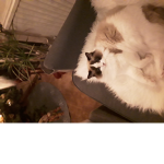 Gravy cats