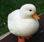 KindDuck