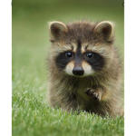 the raccoons of trash