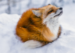 Maxes foxes yas