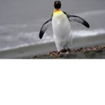 Team Waddle