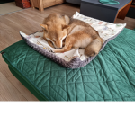 Il gruppo dei cagnolini