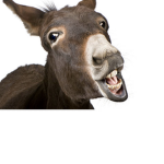 Donkeys Army