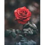 Roze Productions