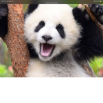 The_rich_pandas.