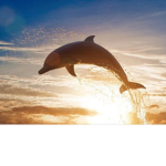 Flipper dolphins
