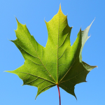 Maple Leaf Production