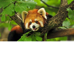 redpanda bois