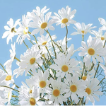 lulu’s little flowers
