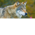 The Wolf pack was taken so I extended the name