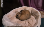 Io amo tutto