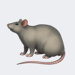 The epik Rats