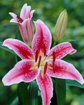 baddielious lilies<3