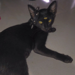 g0thXkittys