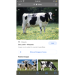 Cows 4 lifeee