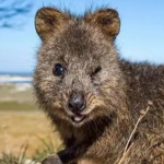 pretty quokka