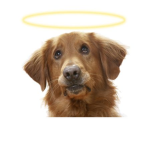Dog Sanctuary