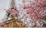 Japanese Cherry Blossoms.